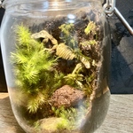 ジュラ紀を夢想する苔の庭
