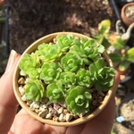 プラティフィラ  抜き苗