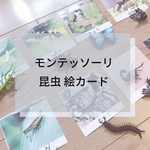 ☆モンテッソーリ ☆昆虫絵カード