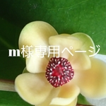 m様専用Pretty rose X'mas　ドレス&カフェマット