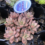 ブロンズ姫 多肉植物 抜き苗