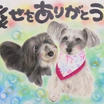 A 3 サイズ　わんちゃん２匹