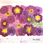 ♡new♡  ♡可愛い押し花セット♡ ♡たくさん入って使いやすい押し花セット♡