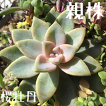 桜牡丹 葉挿しっ子 1つ 