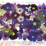 ♡new♡  ♡可愛い押し花セット♡ ♡たくさん入って使いやすい押し花セット♡