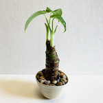 ハイドロカルチャー　クワズイモ　小石原焼　陶器　観葉植物