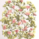 草原の押し花セット