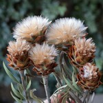 リューカデンドロン プルモーサムの Dry Flower（小：3本）