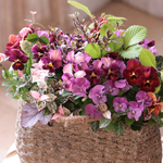あったか色ビオラの花束植え　