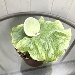 ビカクシダ　グランデ　Platycerium grande  3号