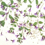 再販 押し花素材(クフェア ピンクシマー)