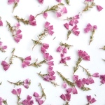 押し花素材(エリカ)
