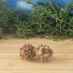 ミニチュアフード　🌰栗2個セット🌰　いがぐり　ミニチュア