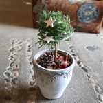 ローズマリー の まあるいトピアリーのミニクリスマスツリー ！Aタイプ
