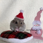 ハムちゃんのXmasざぶとん