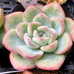アマビレ　多肉植物