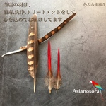 【色んな羽5】クジャク キジ 羽根 天然 孔雀　目玉　ハンドメイド 装飾