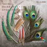 【色んな羽6】クジャク キジ 羽根 天然 孔雀　クジャク　フェザー　ハンドメイド 装飾　羽　素材　鳥