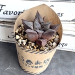 【多肉植物】ハオルチア🏵 酒呑童子交配種