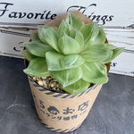 セール中❗️【多肉植物】ハオルチア🏵 京の華錦