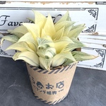 【多肉植物】ハオルチア🏵 マグニフィカ錦