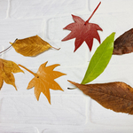 《再々再々販》栃木レザーしおり　晩秋の紅葉2枚セット🍁🍁