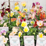 🌷花苗 ときめきビオラ 3.5号ポット(10.5cm) 育てやすい かわいい 花壇🌷