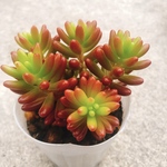多肉植物 虹の玉 抜き苗