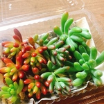 多肉植物 乙女心 虹の玉 オーロラ カット苗セット