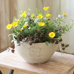 レモンパンナコッタの寄せ植え
