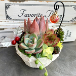 【期間限定】クリスマスの多肉の寄せ植え