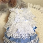 犬服オーダー　レースタンクトップ　＆　デニムミニスカート