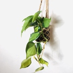 オキシカルジュウム『ブラジル』グラスハンギング　ハイドロカルチャー  壁掛け　インテリア　観葉植物