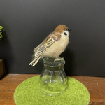日本の野鳥☆すずめ