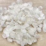 漂白アナベル＊花びら