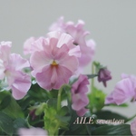 AILE seventeen❁⃘うえたコレクション✿*:2ポットset花苗         