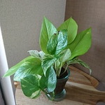 セール！ガラスアレンジ、ハイドロカルチャー、ポトスミックス寄せ植え、ギャザリング、観葉植物、グリーンインテリア。