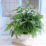 アンティーク花器に観葉植物のギャザリング寄せ植え