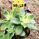 多肉植物 キウイ 抜き苗