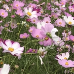 Lemon様ご購入専用ページ