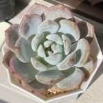 【オレンジモンロー　エケベリア】♡韓国苗♡多肉植物