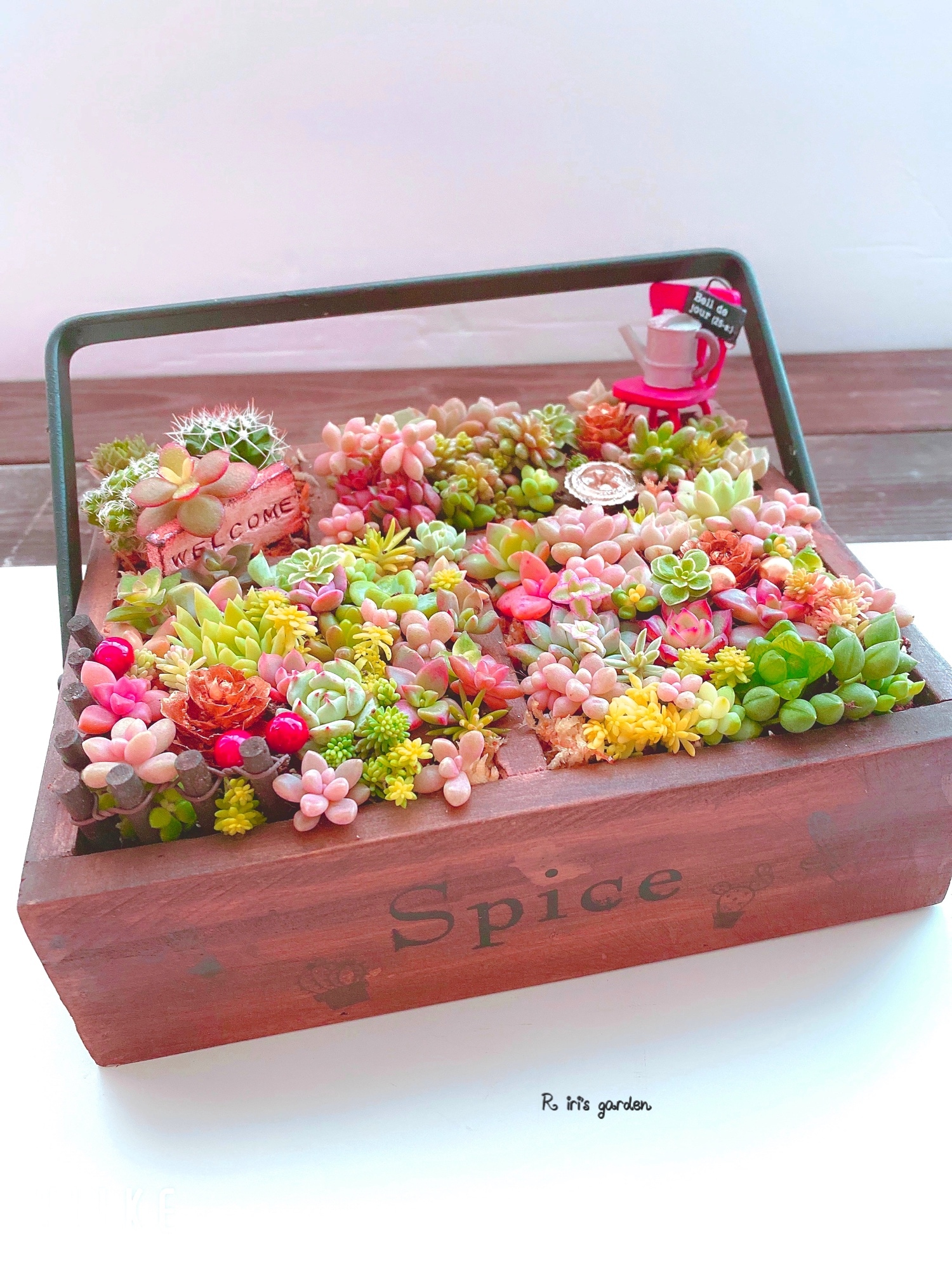 小さな寄せ植え♪姫秀麗 小さな寄せ植え♪姫秀麗