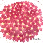 ♡new♡作家様必見♡ 人気のバーベナがいっぱい♡ 押し花セット