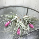 花芽付き♪ Tillandsia チランジア コットンキャンディパープル　3株