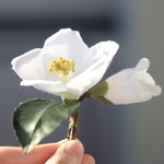 雪ツバキ の 布花 ブローチ (白)
