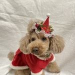 クリスマスミニミニとんがり帽子
