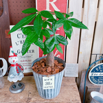 現品SALE♡【パキラ】育てやすい人気の観葉植物♡ナチュラルグリーン！シルバー系ブリキ鉢♪