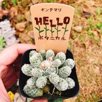 多肉植物 ギンテマリ 抜き苗