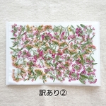 訳ありアリッサム②／押し花素材