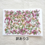訳ありアリッサム③／押し花素材